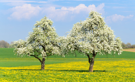 925801 (a): :2500x1520